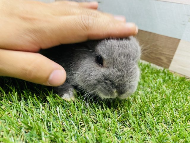 ネザーランドドワーフ