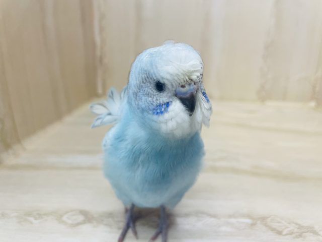 羽衣セキセイインコ
