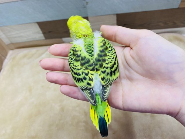 セキセイインコ