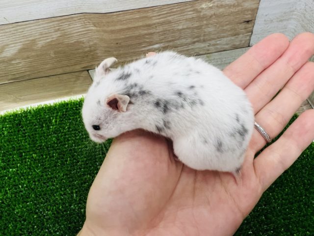 ゴールデンハムスター