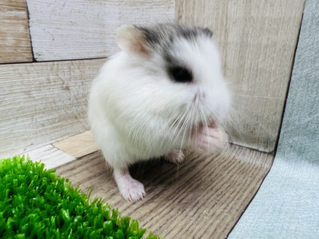  ロボロフスキーハムスター