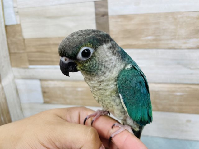 ホオミドリウロコインコ