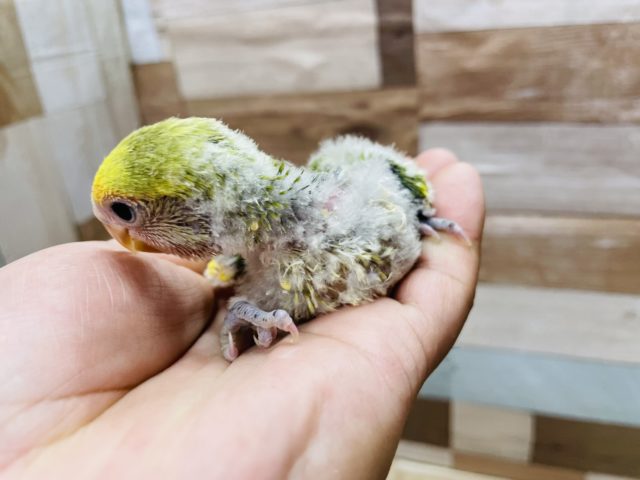 コザクラインコ（小桜インコ）