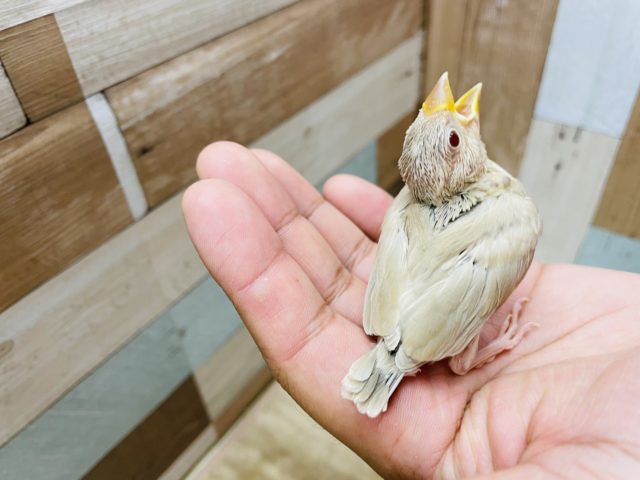 シナモン文鳥