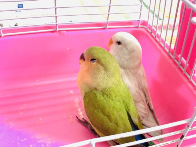 コザクラインコ（小桜インコ）