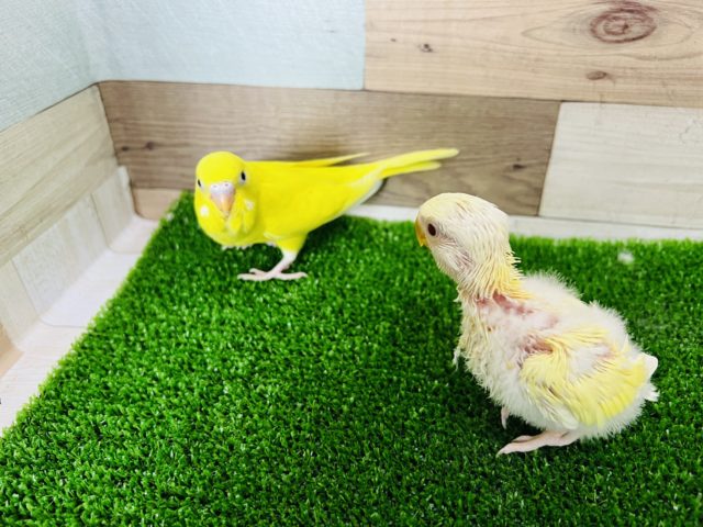 コザクラインコ（小桜インコ）