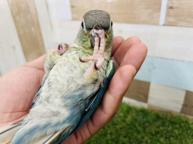 ホオミドリウロコインコ