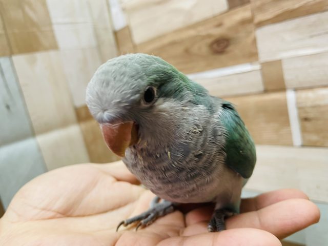 オキナインコ