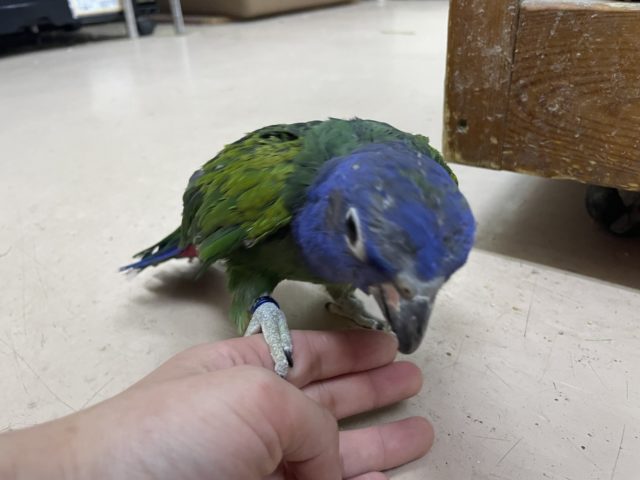 アケボノインコ
