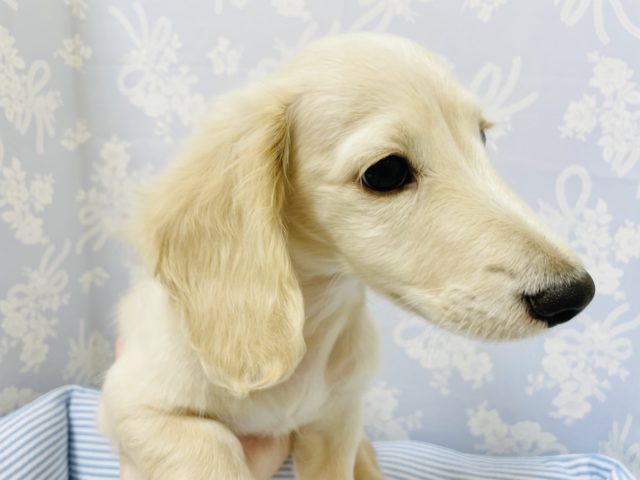 ミニチュアダックス