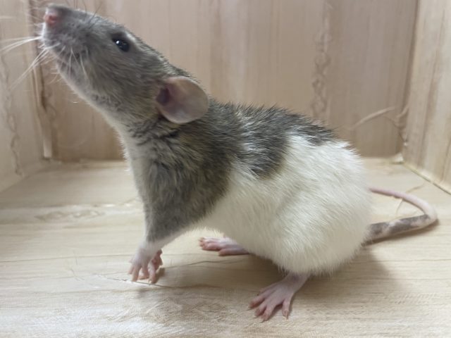 ファンシーラット