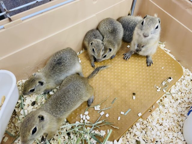 リチャードソンジリス