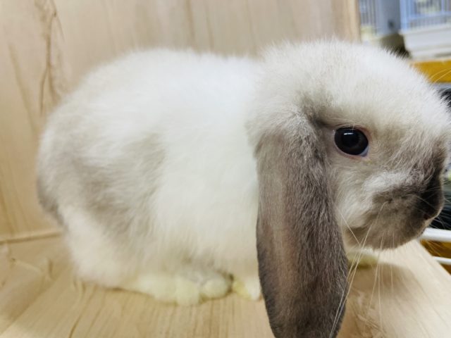 ホーランドロップ