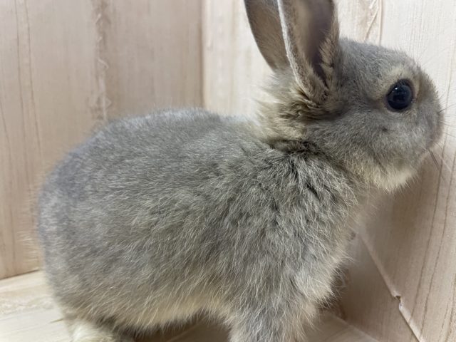 ネザーランドドワーフ