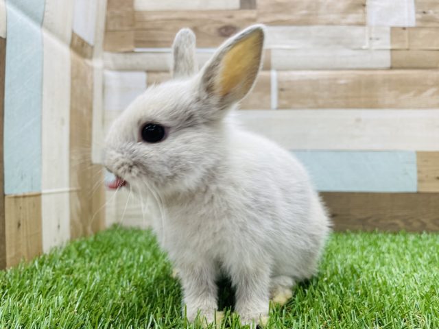 ネザーランドドワーフ