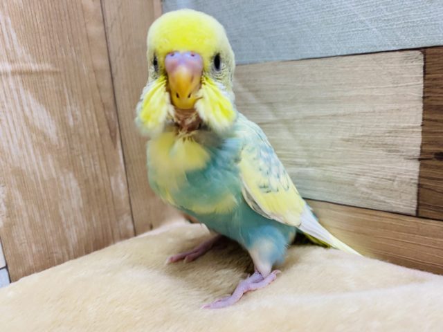 セキセイインコ
