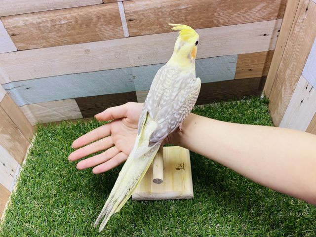 オカメインコ