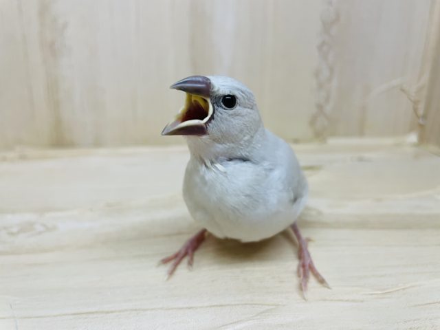 シルバー文鳥
