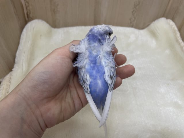 羽衣セキセイインコ
