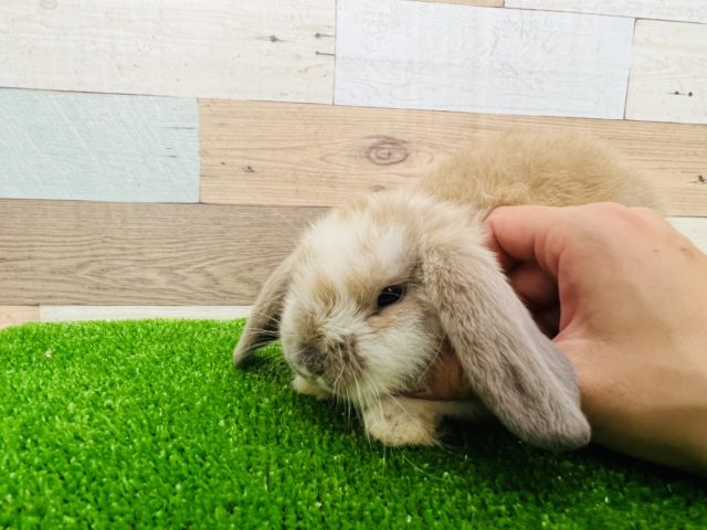 ロップイヤーラビット