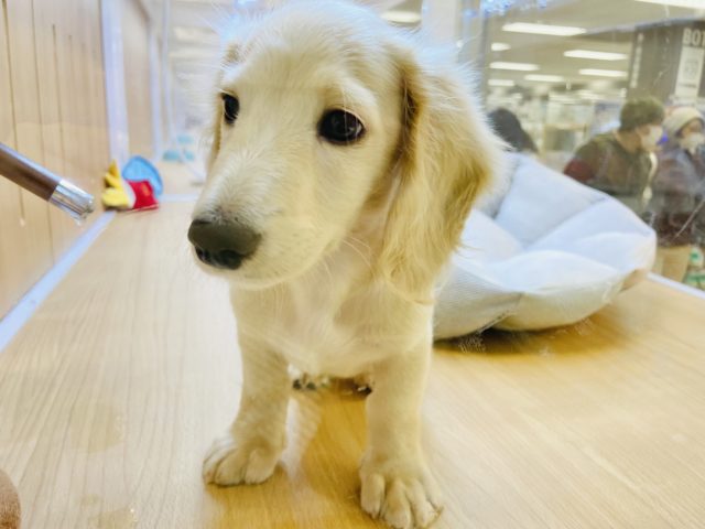 ミニチュアダックス