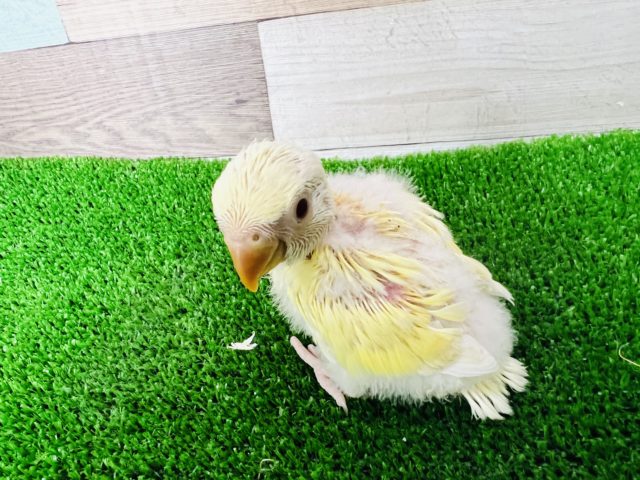 ぽけぽけ♪クリームルチノー小桜インコ コザクラインコ(小桜インコ)