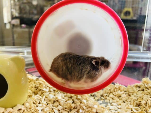 ロボロフスキーハムスター