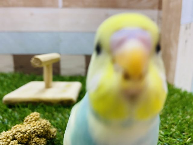 セキセイインコ