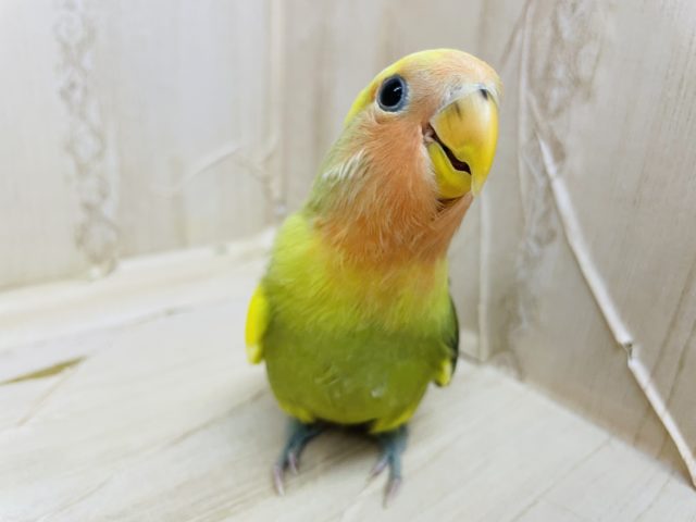 コザクラインコ（小桜インコ）