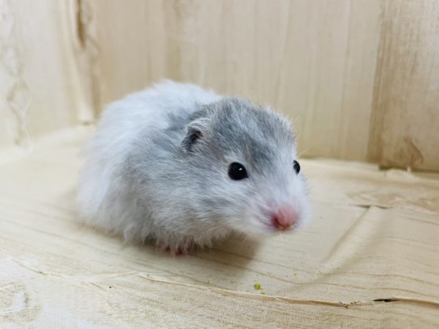 ゴールデンハムスター