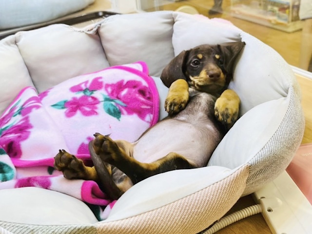 スタンダードダックス