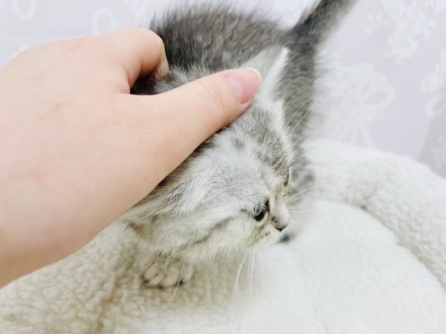 スコティッシュフォールド