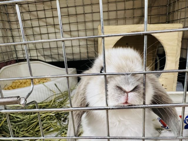 ロップイヤーラビット