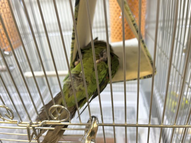 イワウロコインコ