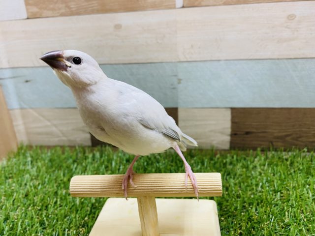 シルバー文鳥