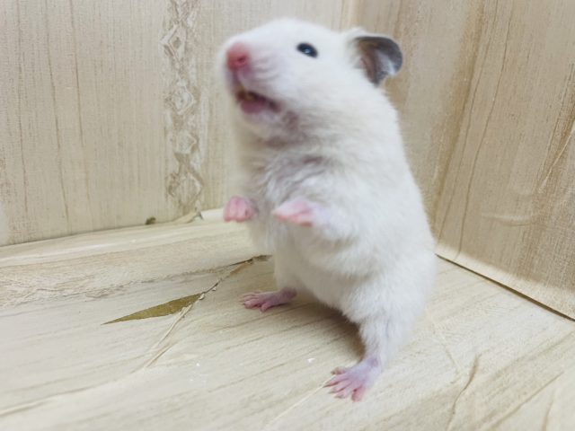 ゴールデンハムスター