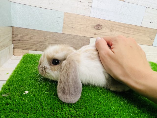 ロップイヤーラビット