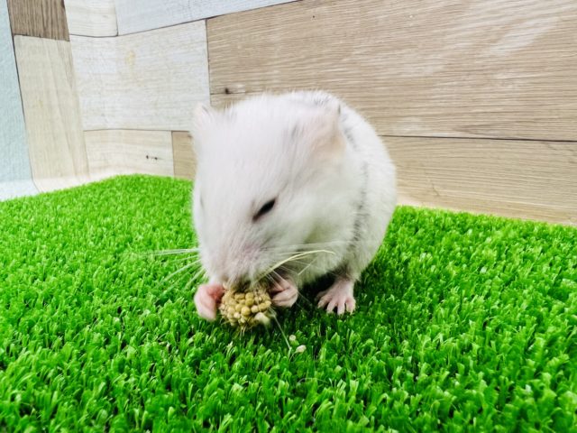 ゴールデンハムスター