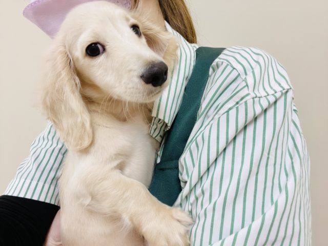 ミニチュアダックス