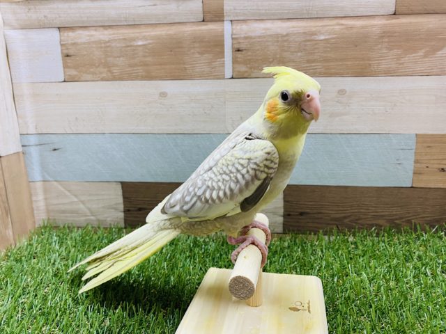 オカメインコ