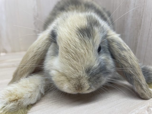 ロップイヤーラビット
