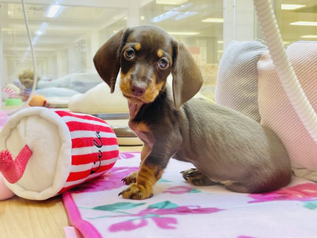 スタンダードダックス