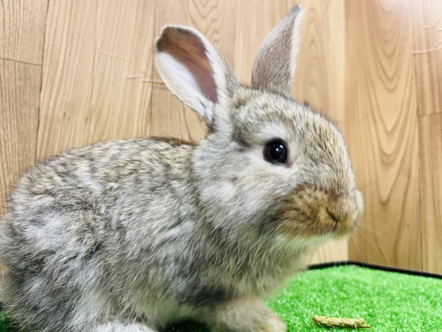 フレミッシュジャイアント