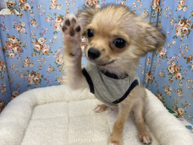 嬉しくてお腹出しちゃう☆ロングコートチワワの男のコ 2022.5/15撮影 チワワ