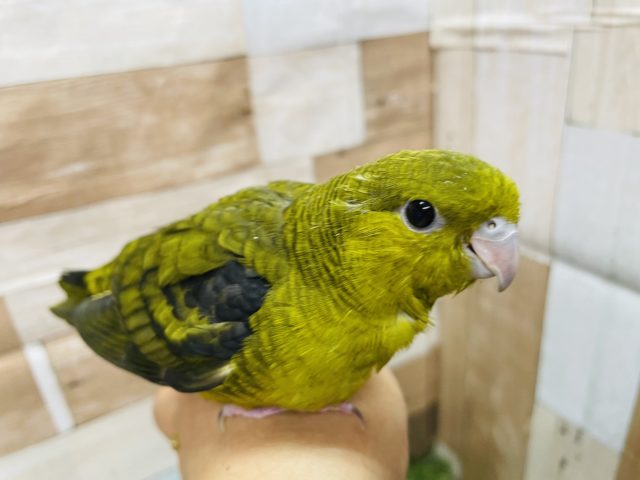 サザナミインコ