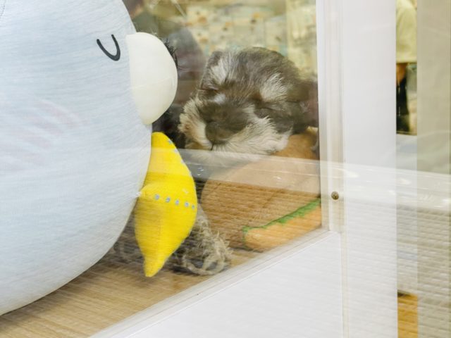 ミニチュアシュナウザー