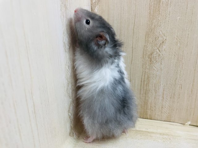 ゴールデンハムスター