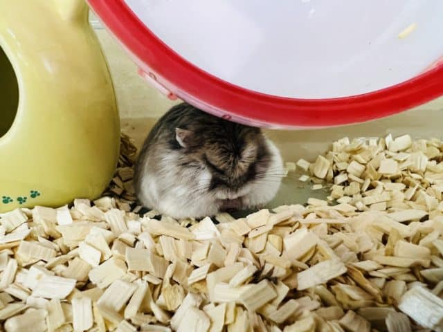 ロボロフスキーハムスター