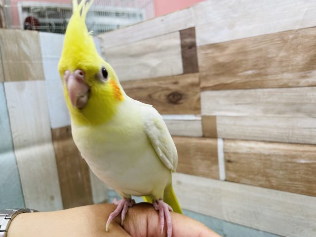 オカメインコ