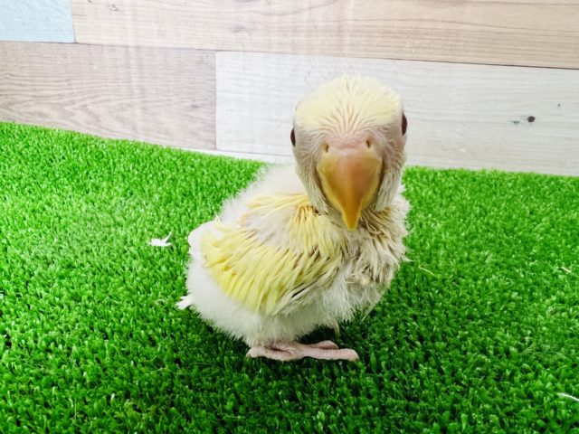 ぽけぽけ♪クリームルチノー小桜インコ コザクラインコ(小桜インコ)